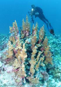 Researchers work to characterize Northwestern Hawaiian Islands coral reef ecosystems (J. Watts).