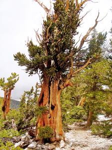 Bristlecones such as this Great Basin National Park tree contributed to the tree-ring record