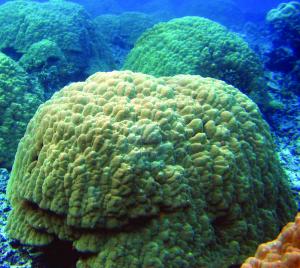 Porites corals such as these from Ofu Island contributed to the coral record. Peter Craig, NPS.