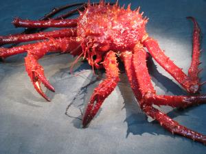 An invasive king crab (Neolithodes yaldwyni) from the Antarctic shelf waters. 