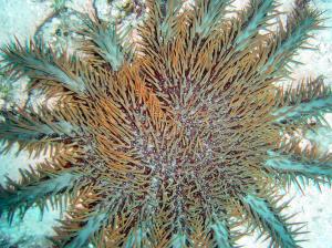 An adult crown-of-thorns sea star covered in toxic spines make a formidable predator. (M.Timmers)