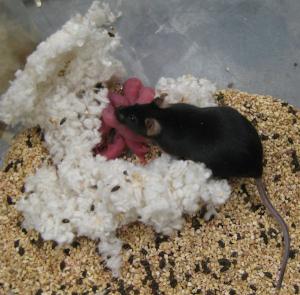 Mature daughter of the male mouse with two Y genes obtained by ROSI (Monika Ward).