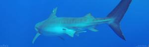 Tagged tiger shark swimming away (both photos credit Mark Royer, HIMB).