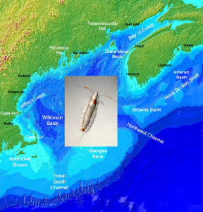 Gulf of Maine - Wikipedia; Calanus finmarchicus - Patrick Hassett, Ohio University
