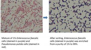 Cell sorting:  Before and after