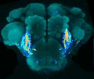 A neural pathway controls the perception of a taste pheromone. Credit: M. Calvert, K. Junn Tan.