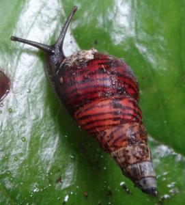 One of the last remaining amastrid land snail species on O‘ahu, Laminella. Credit: Kenneth A. Hayes.