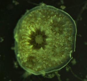 Juvenile lace coral with tissue and algal symbionts (brown dots) covering skeleton. Credit: H Putnam.