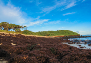 Remnants of invasive algal bloom cover a beach and rocks at Kuau Bay, Maui. Credit: UHM.