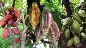 Three varieties of cacao from the 10 selections growing at 6 sites in UH’s Hawai‘i State Cacao Trial