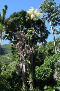 Talipot palm at Lyon Arboretum.