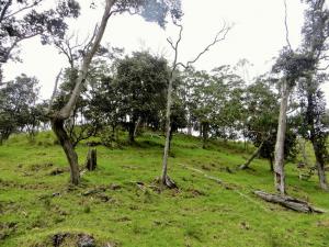 Pasture in Ka&#699;&#363;p&#363;lehu with remnant native forest