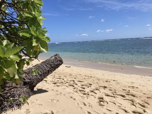 Coconut tree at Kaʻaʻawa beach park