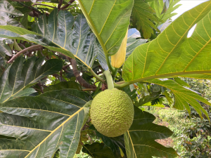 Image of ʻUlu breadfruit