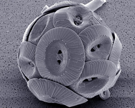 <p>Fig. 1. An individual phytoplankton cell (<em>Coccolithus pelagicus</em>)</p>