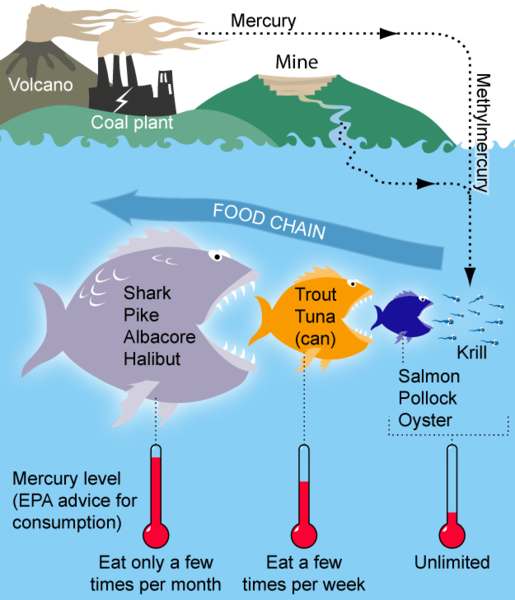 <p>Fig 1. A diagram shows how mercury moves from land through a food chain in the ocean.</p>