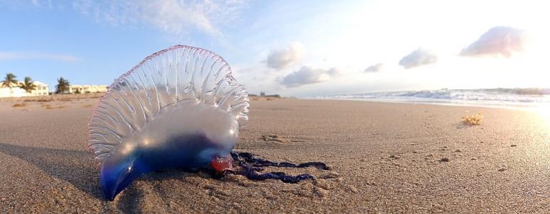 <p>Fig. 1. This Portuguese Man o' War will not survive washed up on the beach.</p>
