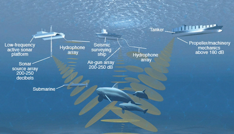 <p>Fig. 10. Human produced, or anthropogenic, noise pollution can be harmful to a nearby whale and interrupt it's own ability to communicate.</p>