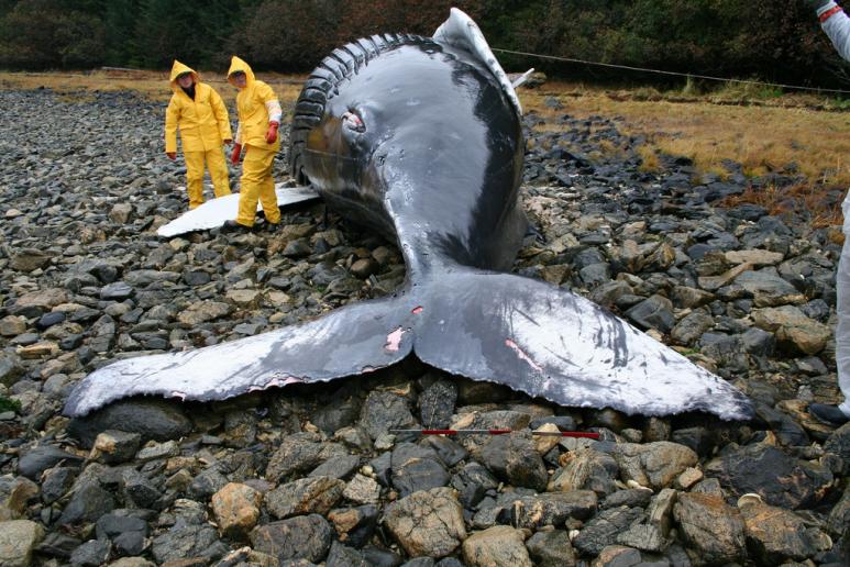 <p>Fig. 1. Veterinarians in Alaska examine the body of a humpback whale calf to determine what caused its stranding.</p>