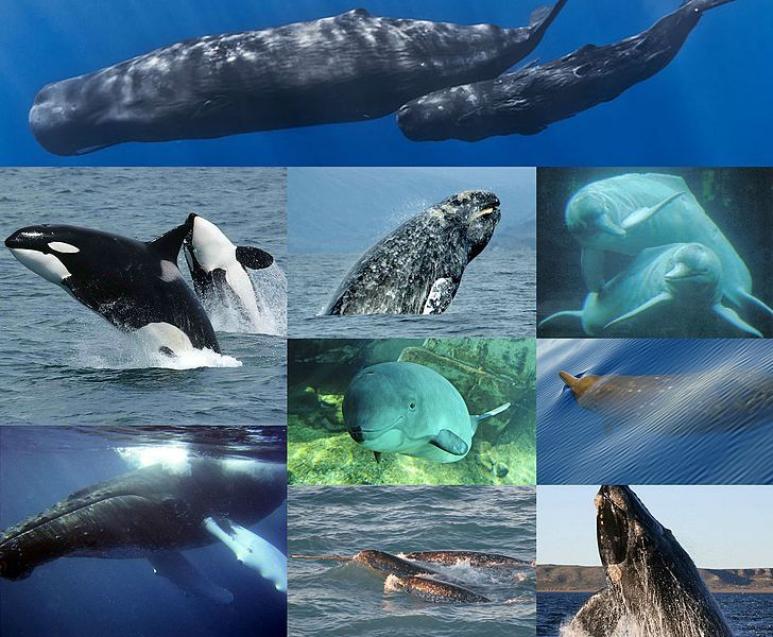 <p>Fig. 2. Cetaceans are a diverse group (about 89 species) of aquatic mammals that are further divided into toothed and baleen whales.<br />	<em>Pictured here clockwise from top: sperm whale, Amazon river dolphin, Blainville's beaked whale, southern right whale, narwhal, humpback whale, killer whale, gray whale and harbor porpoise.</em></p>