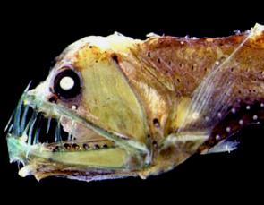 <p>Fig. 9. Viperfish have massive teeth and eyes to survive in the twilight zone.</p><br />

