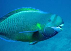 <p>Fig. 7. This parrotfish from the North Western Hawaiian Islands has teeth-like structures that allow it to scrape algae off the substrate.</p>