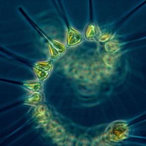 <p>FIg. 1. Phytoplankton are microscopic plants that live in bodies of water and are the base of many food webs.&nbsp;</p><br />
