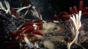 <p>Fig. 1. OLP 4. Tubeworms, anemones, and mussels colonize near a low-temperature hydrothermal vent. Early life forms on earth may have evolved near hydrothermal vents like this one 3.5 billion years ago.</p><br />
