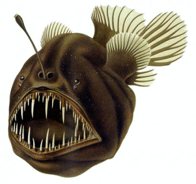 <p>Fig. 13. Anglerfish have large teeth and a lure that hangs over their head in order to maximize prey capture in the deep ocean.</p>