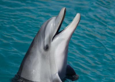 <p>Fig. 1. Dolphins use sound to navigate in their everyday life.</p>