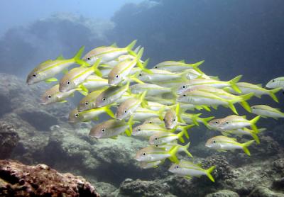 <p>Fig. 6. A school of goatfish swim along the reefs in Niʻihau. When they feed, they scrounge the bottom sediment using the barbels on the bottom of their mouths.</p>