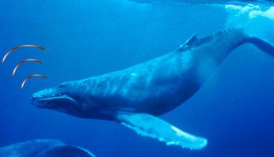 <p>Fig. 9. Humpback whales use sound to communicate for a variety of reasons. A male is pictured here in the singing position (head down, tail up).</p>