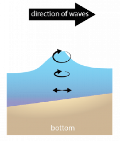 <p>Fig. 4.&nbsp;As deep-water waves approach shore and become shallow-water waves, circular motion is distorted as interaction with the bottom occurs.</p>