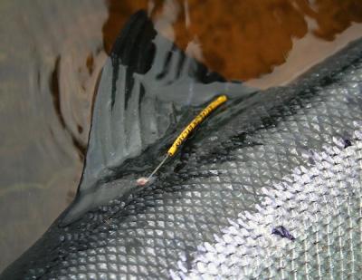 <p>Fig. 6. A salmon is tagged on the left side of the dorsal fin to note information when this fish is recaptured.</p>