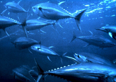 <p>Fig. 3. Tuna are a type of pelagic fish often tagerted in fisheries.&nbsp;</p>