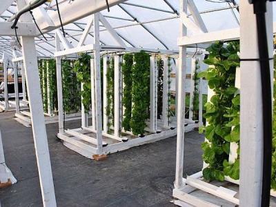 <p>Fig. 6. Vertical hydroponic systems allow for more growth opportunity in smaller spaces.&nbsp;</p>