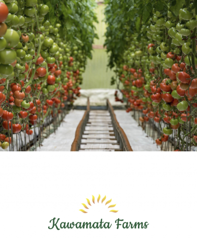 <p>Fig. 1. Kawamata Farms produces tomatos hydroponically.</p>