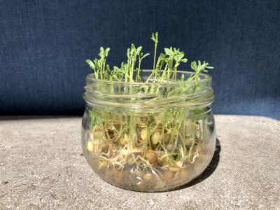 <p>Fig. 3. These lentils have been sprouted upright and are continuing to grow towards the sunlight.</p>