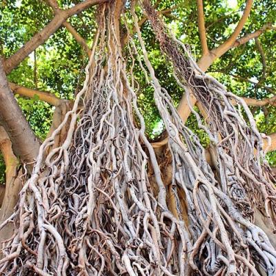<p>Fig. 2.&nbsp;Banyan trees, like this one found in Honolulu, can reach enormous sizes.</p>