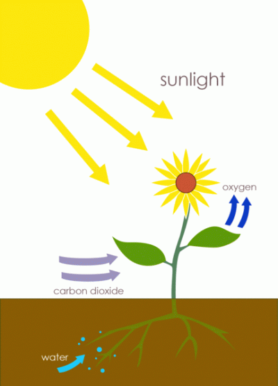 <p>Fig. 3. Photosynthesis stores energy, fixes carbon into energy-rich carbon-hydrogen bonds, forms plant matter, releases oxygen, and maintains plants’ activities.</p>