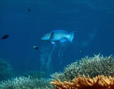 <p><b>Fig 1.</b> Parrotfish help cycle matter by expelling fine-grain coral sand on a tropical reef at Palmyra Atoll. Palmyra Atoll is in the center of the Pacific ocean basin.</p>