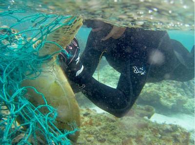 <p>Fig. 1.&nbsp;A snorkeler cuts an entangled turtle free of fishing net in the Northwestern Hawaiian Islands.</p>
