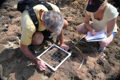 <p>Fig. 2.&nbsp;Ecologists using a quadrat to sample and count intertidal organisms.</p>