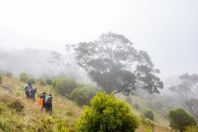<p>Fig. 1. Mist covers East Mauiʻs&nbsp;Haleakalā Volcano as researchers from the Maui Forest Bird Recovery Project hike out to plant native trees.</p>
