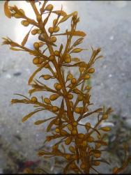 <p>Fig. 5. Sargassum is a free floating marine plant.</p>