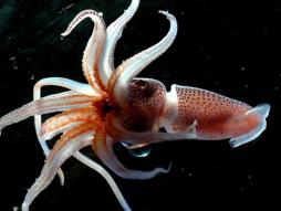 <p>Fig. 5. The eyes of this squid help it to survive in the darkness of the twilight zone.</p>
