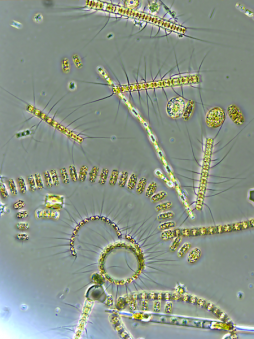 <p>Fig. 6. Phytoplankton are an important food source.</p>