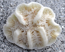 <p>Fig. 5. An example of a coral skeleton from the Bahamas that will erode and contribute to white sandy beaches.<br />	&nbsp;</p>