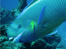 <p>Fig. 6. A spectacled parrotfish from the Northwest Hawaiian Islands uses its bird-like beak to scrape algae off of the reef. Parrotfish are important bioeroders.<br />	&nbsp;</p>