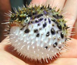 <p>Fig. 10. This porcupine fish is displaying itʻs defenses after being accidentally caught.</p>